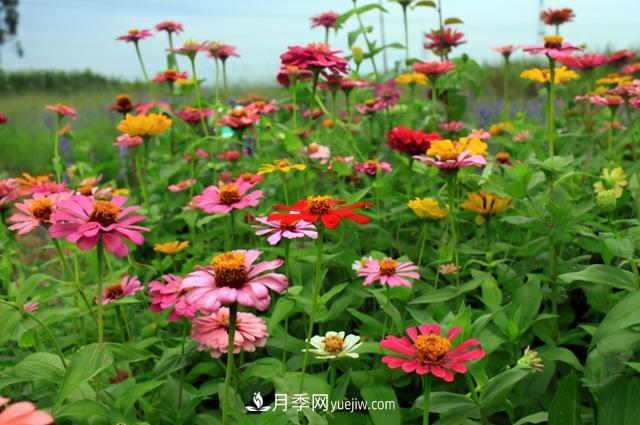 為啥這些花能脫穎而出，成為國慶花壇里的主流(圖7)