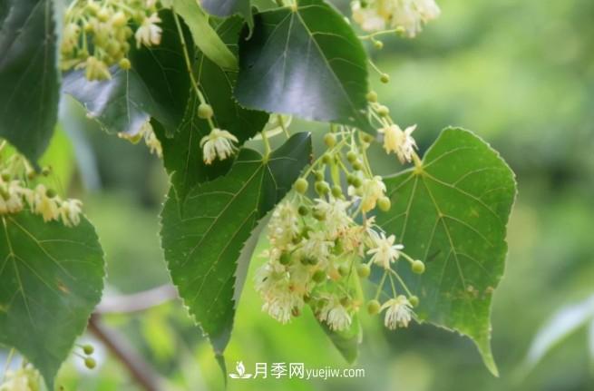 ***值得推薦的5大行道樹(shù)品種(圖1)