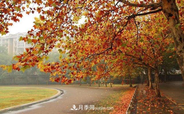 ***值得推薦的5大行道樹(shù)品種(圖2)