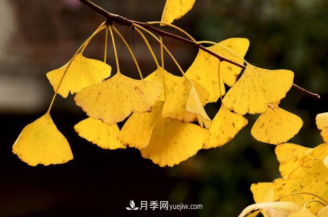 ***值得推薦的5大行道樹(shù)品種(圖3)