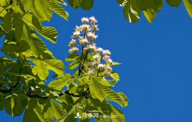 ***值得推薦的5大行道樹(shù)品種(圖5)