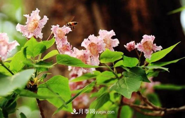 9種未來會(huì)大火的鄉(xiāng)土觀花喬木(圖1)