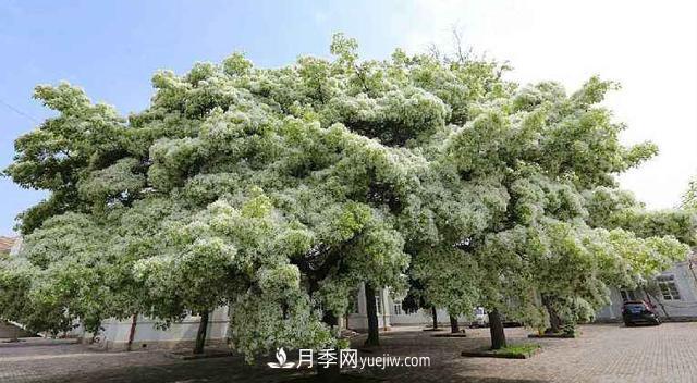 9種未來會(huì)大火的鄉(xiāng)土觀花喬木(圖3)
