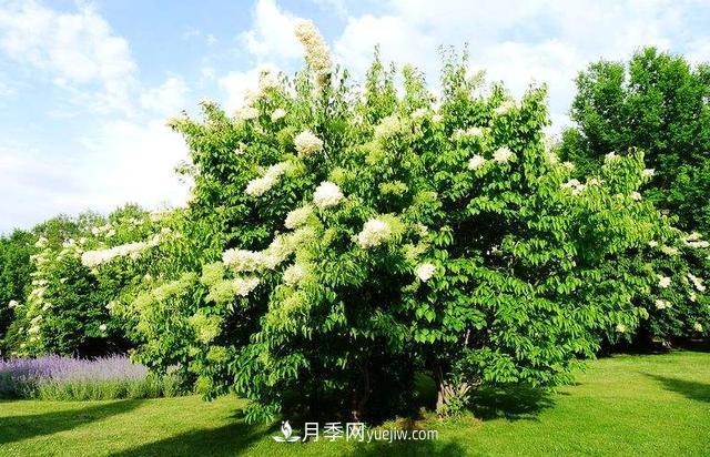 9種未來會(huì)大火的鄉(xiāng)土觀花喬木(圖4)