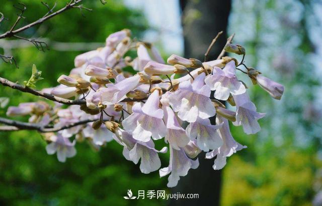 9種未來會(huì)大火的鄉(xiāng)土觀花喬木(圖6)