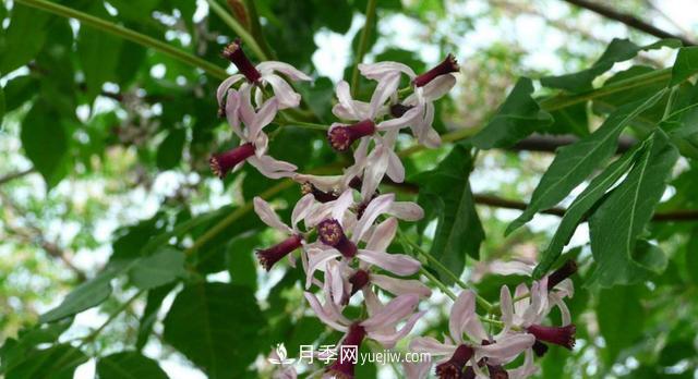 9種未來會(huì)大火的鄉(xiāng)土觀花喬木(圖5)