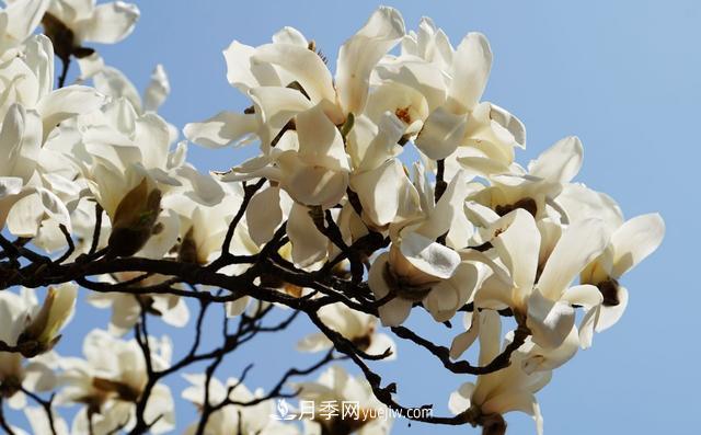 9種未來會(huì)大火的鄉(xiāng)土觀花喬木(圖8)