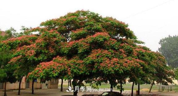 9種未來會(huì)大火的鄉(xiāng)土觀花喬木(圖7)