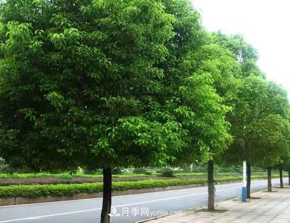 種植南陽(yáng)香樟的效益為何越來(lái)越好？(圖1)