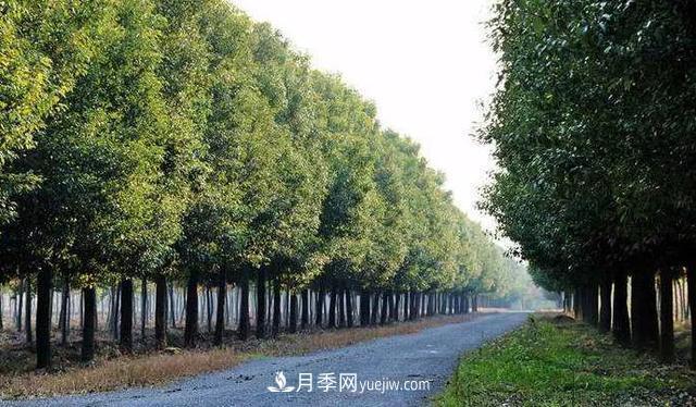 種植南陽(yáng)香樟的效益為何越來(lái)越好？(圖2)