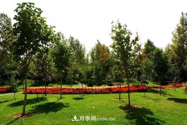 園林苗木移栽，怎樣才能更好生根？(圖2)
