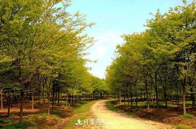 河南櫸樹，憑什么這么火？(圖1)