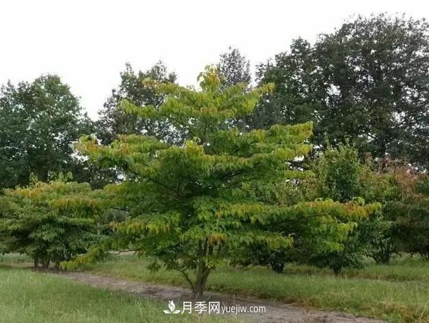 叢生苗木走俏，被稱為去庫存利器(圖1)