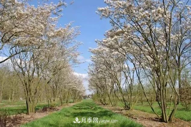 叢生苗木走俏，被稱為去庫存利器(圖3)