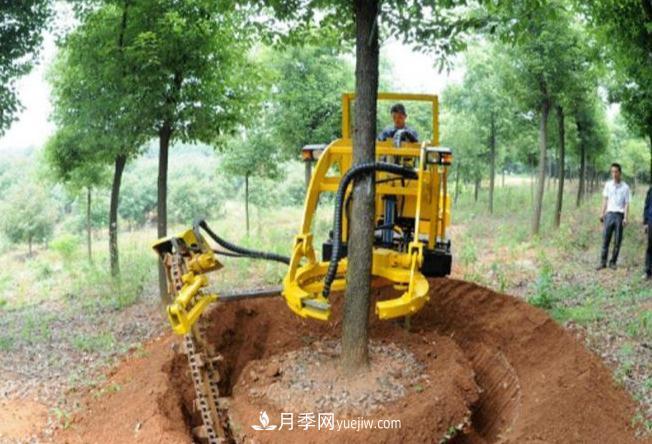 大樹(shù)苗木起挖移栽缺水、存活率不高的原因(圖1)