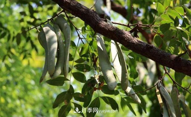 全身都是寶的南陽皂角樹，如今是優(yōu)良鄉(xiāng)土樹種(圖2)