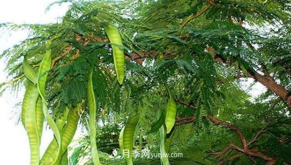 全身都是寶的南陽皂角樹，如今是優(yōu)良鄉(xiāng)土樹種(圖1)