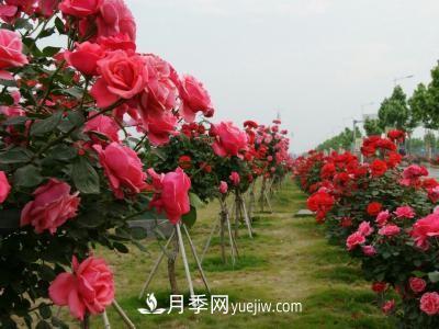 常規(guī)的月季樹(shù)多少錢(qián)一棵？(圖2)