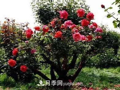 常規(guī)的月季樹(shù)多少錢(qián)一棵？(圖3)