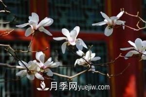 南召白玉蘭，廣玉蘭，紫玉蘭有什么區(qū)別，種植方法有哪些？(圖7)