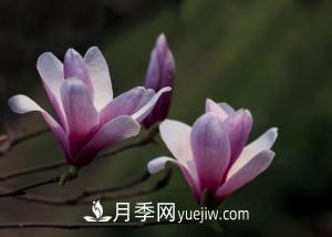 南召白玉蘭，廣玉蘭，紫玉蘭有什么區(qū)別，種植方法有哪些？(圖2)