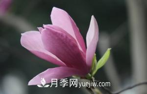 南召白玉蘭，廣玉蘭，紫玉蘭有什么區(qū)別，種植方法有哪些？(圖5)