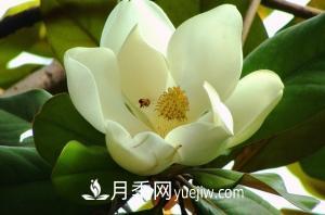 南召白玉蘭，廣玉蘭，紫玉蘭有什么區(qū)別，種植方法有哪些？(圖4)