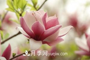 南召白玉蘭，廣玉蘭，紫玉蘭有什么區(qū)別，種植方法有哪些？(圖6)
