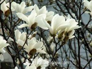 南召白玉蘭，廣玉蘭，紫玉蘭有什么區(qū)別，種植方法有哪些？(圖3)