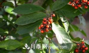 南召白玉蘭，廣玉蘭，紫玉蘭有什么區(qū)別，種植方法有哪些？(圖8)