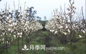 南召白玉蘭，廣玉蘭，紫玉蘭有什么區(qū)別，種植方法有哪些？(圖9)
