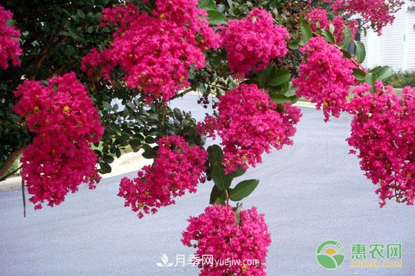 紫薇常見(jiàn)品種介紹(圖1)