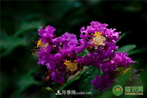 紫薇常見(jiàn)品種介紹(圖3)
