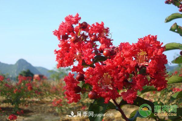 紫薇常見(jiàn)品種介紹(圖2)