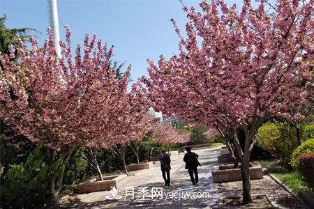 淮安適合養(yǎng)什么花，市花和市樹是什么(圖1)