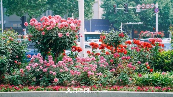 淮安市花月季為什么這樣“紅”？(圖3)