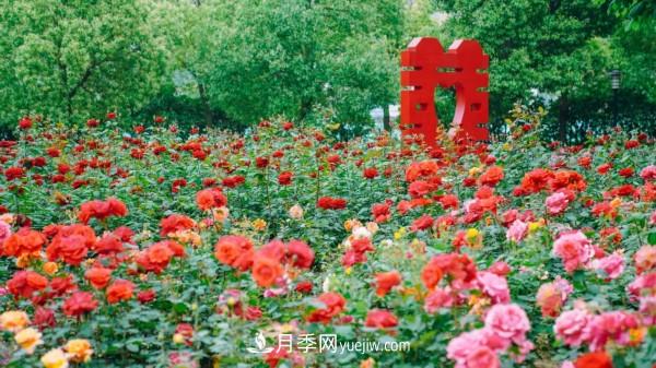 淮安市花月季為什么這樣“紅”？(圖5)