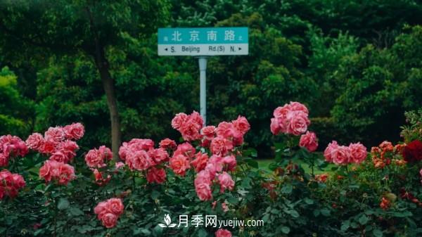 淮安市花月季為什么這樣“紅”？(圖4)
