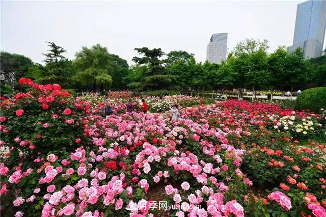天津月季市花文化(圖1)