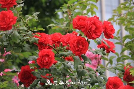 大連適合養(yǎng)月季，市花和市樹是什么(圖1)