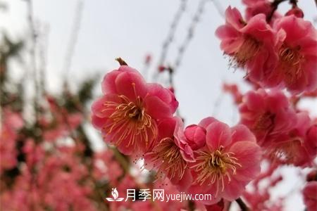 南京適合養(yǎng)月季，市花和市樹是什么(圖1)