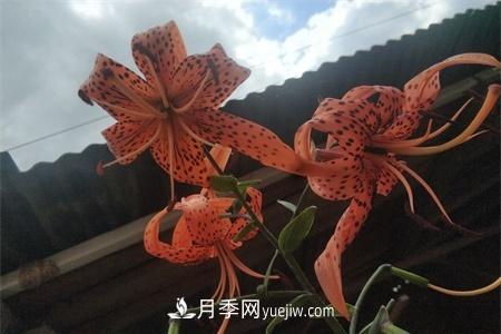 伊春適合養(yǎng)月季，市花和市樹(shù)是什么(圖1)