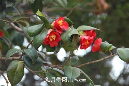溫州適合養(yǎng)月季，市花和市樹是什么(圖1)