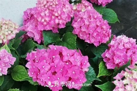 揚(yáng)州適合養(yǎng)月季花，市花和市樹是什么(圖1)