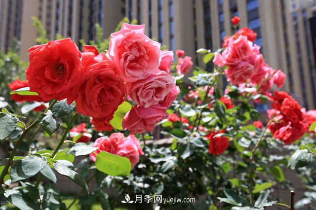 威海適合養(yǎng)月季花，市花和市樹是什么(圖1)
