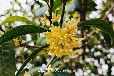 威海適合養(yǎng)月季花，市花和市樹是什么(圖2)