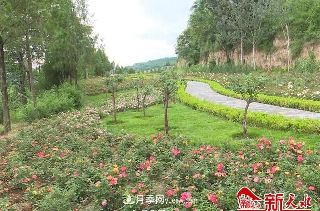 天水適合養(yǎng)月季，市花和市樹是什么(圖1)