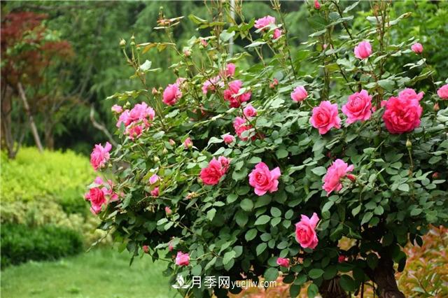 吉林適合養(yǎng)月季花，市花和市樹是什么(圖1)