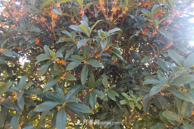 南陽(yáng)桂花樹價(jià)格表(圖1)