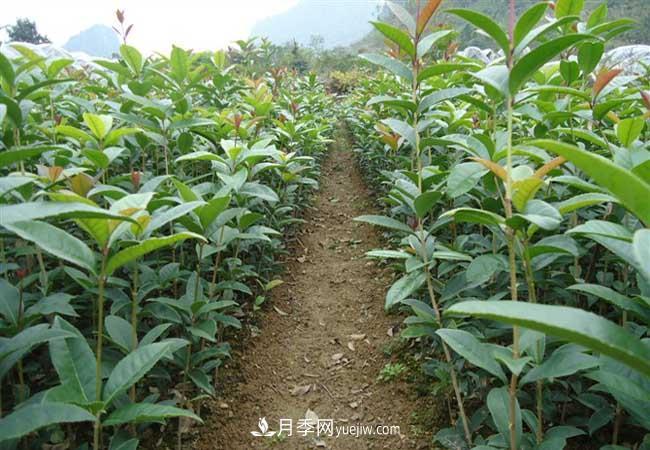 南陽(yáng)桂花樹價(jià)格表(圖2)